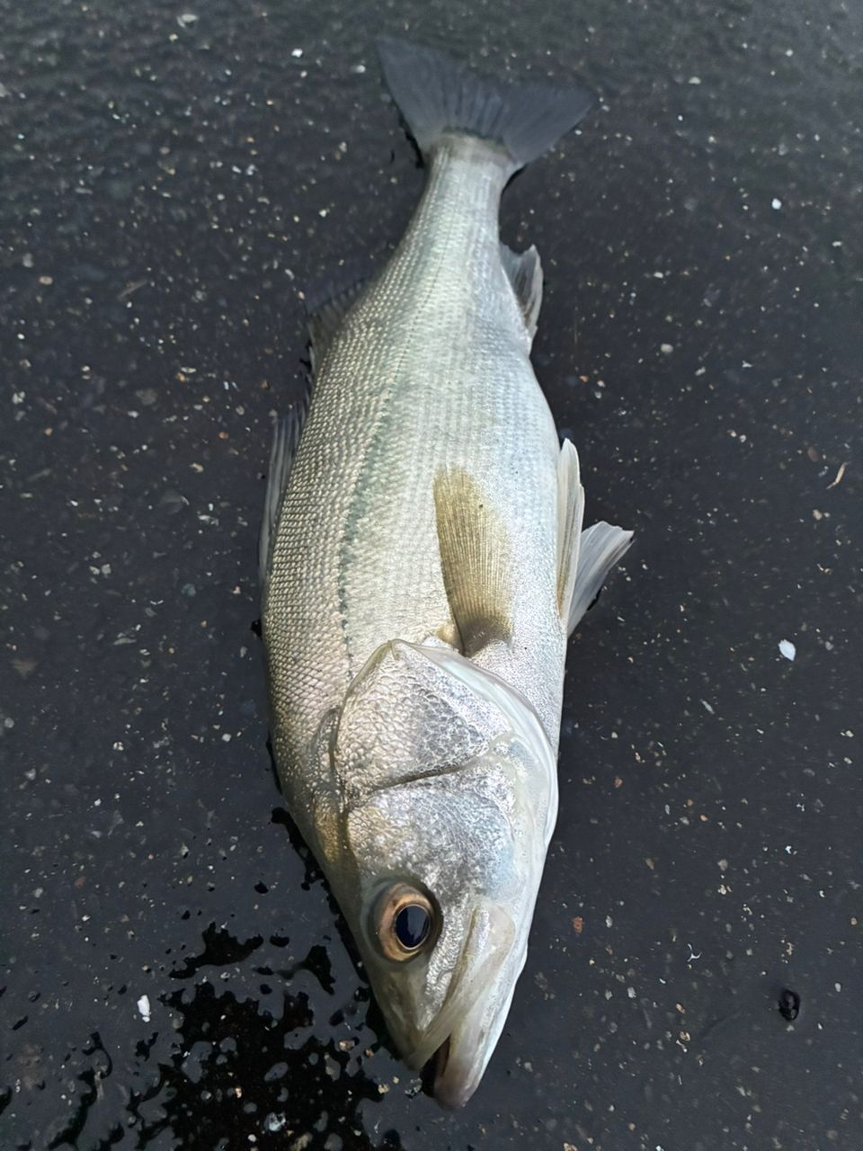 スズキの釣果写真