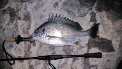 キビレの釣果
