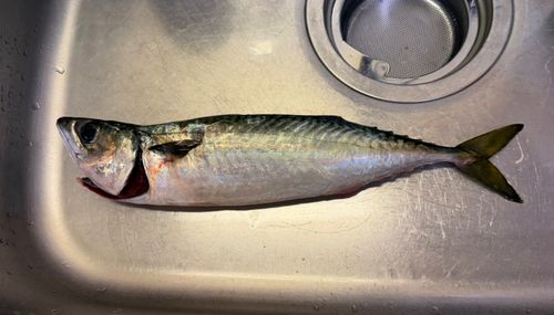 サバの釣果