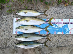 イナダの釣果