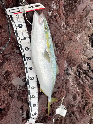 イナダの釣果