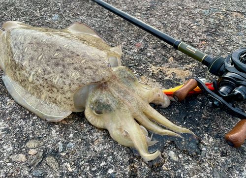 コウイカの釣果