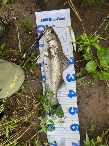 スズキの釣果