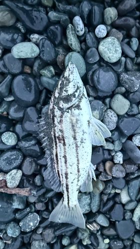 シマイサキの釣果