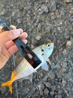 マアジの釣果
