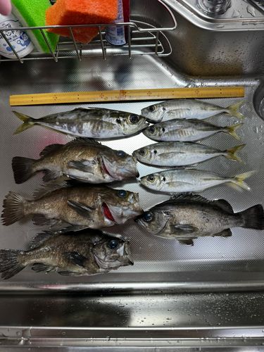 アジの釣果