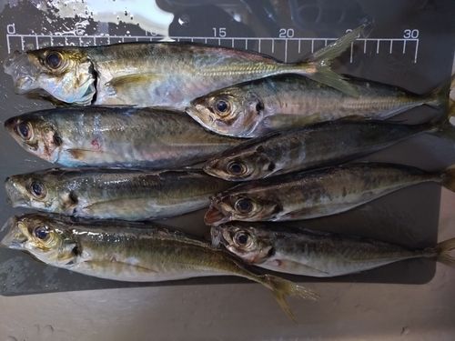 アジの釣果