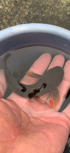 カジカの釣果