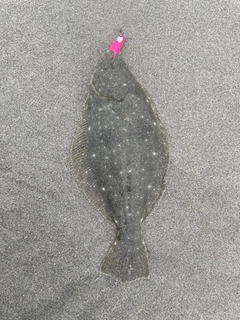 ソゲの釣果