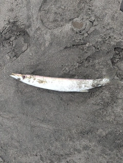 カマスの釣果