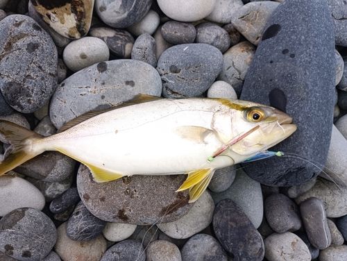 シオの釣果
