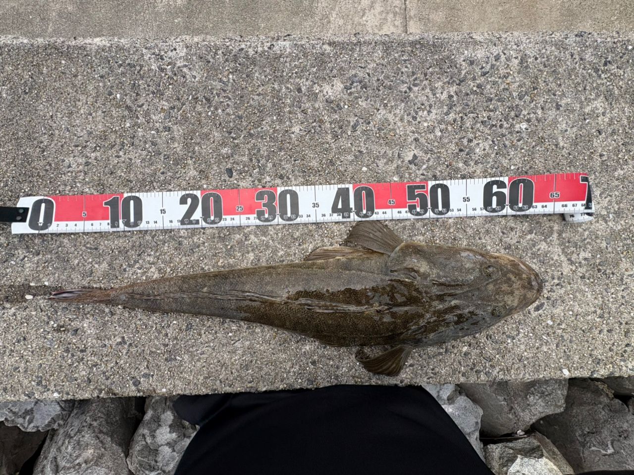 マゴチの釣果写真