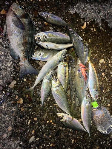 アジの釣果