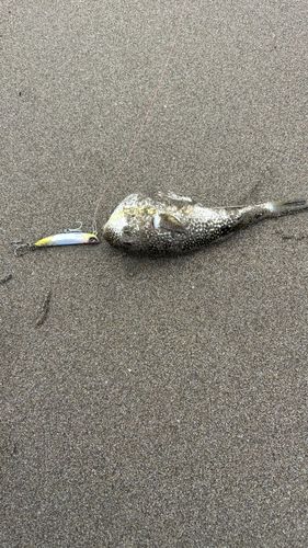 フグの釣果