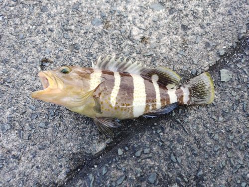アオハタの釣果
