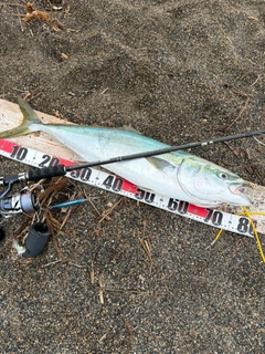 イナダの釣果