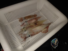イカの釣果