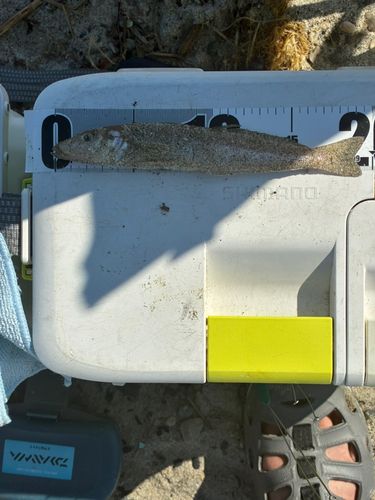 シロギスの釣果