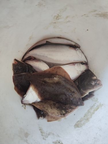 ソウハチの釣果