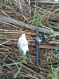 キビレの釣果