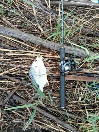 キビレの釣果
