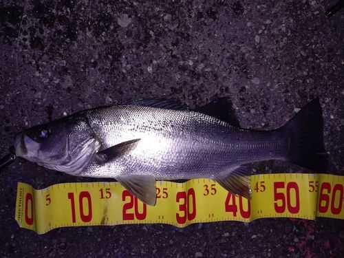 フッコ（ヒラスズキ）の釣果