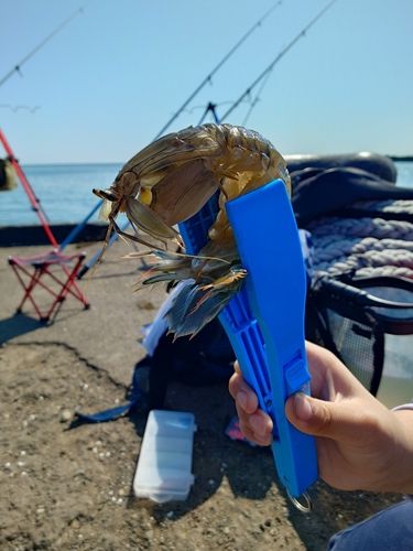 シャコの釣果