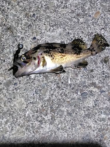 ソイの釣果