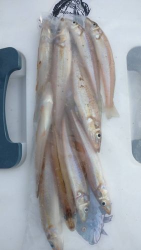 シロギスの釣果
