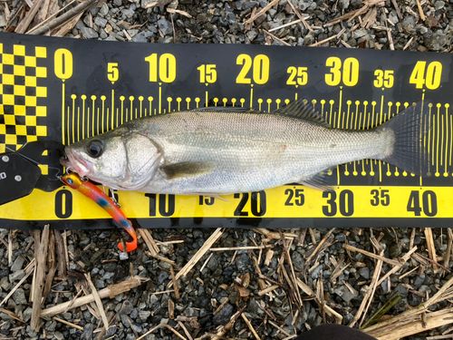 フッコ（マルスズキ）の釣果