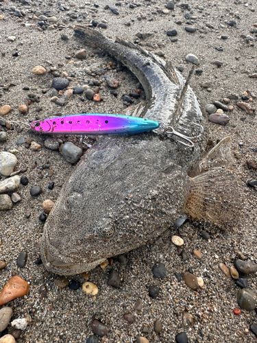 マゴチの釣果
