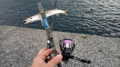 アカカマスの釣果