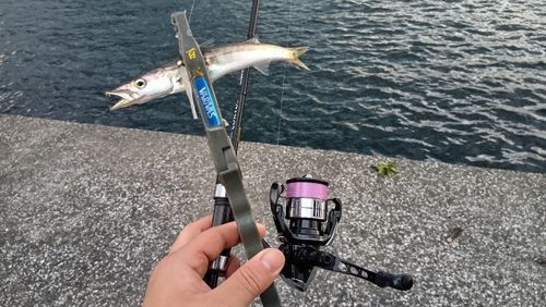 アカカマスの釣果
