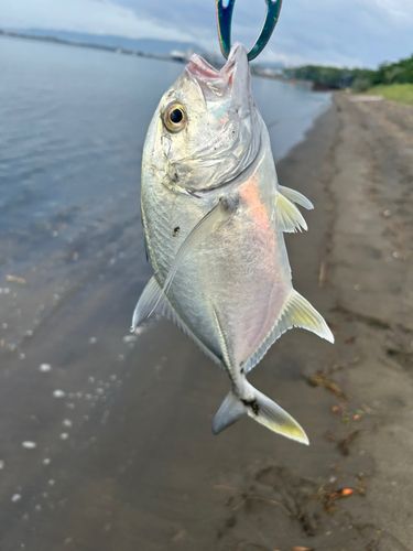 メッキの釣果