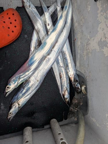 タチウオの釣果