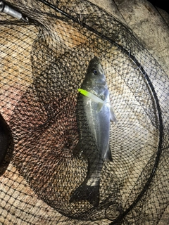 セイゴ（ヒラスズキ）の釣果
