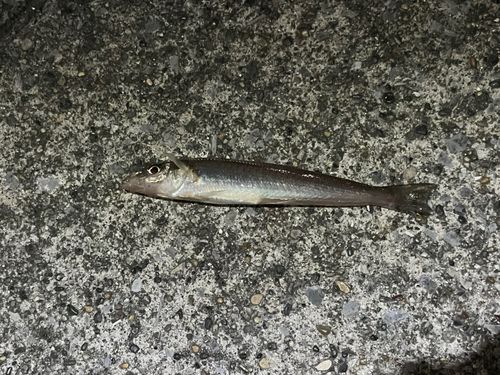 シロギスの釣果