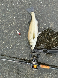 セイゴ（マルスズキ）の釣果