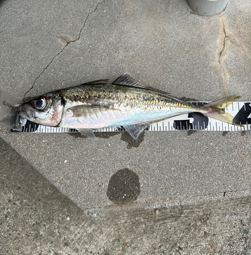 マアジの釣果