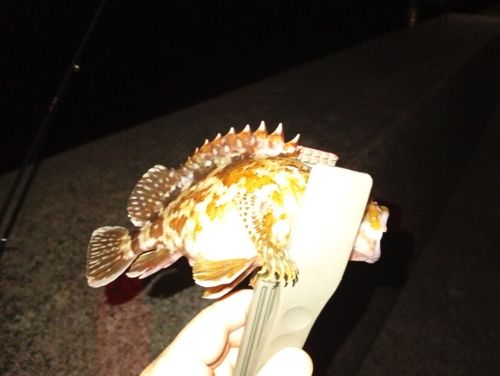カサゴの釣果