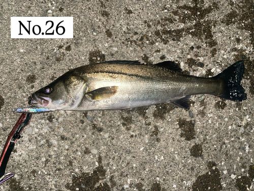 シーバスの釣果