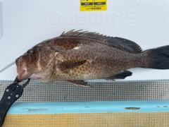 オオモンハタの釣果