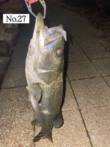 シーバスの釣果