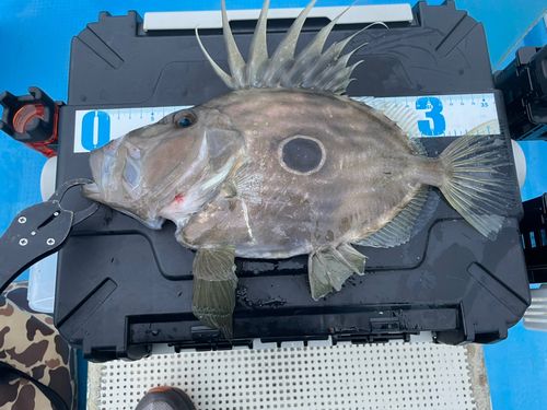 マトウダイの釣果
