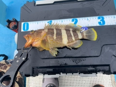アオハタの釣果