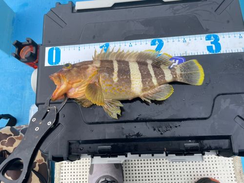 アオハタの釣果