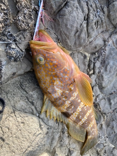 キジハタの釣果