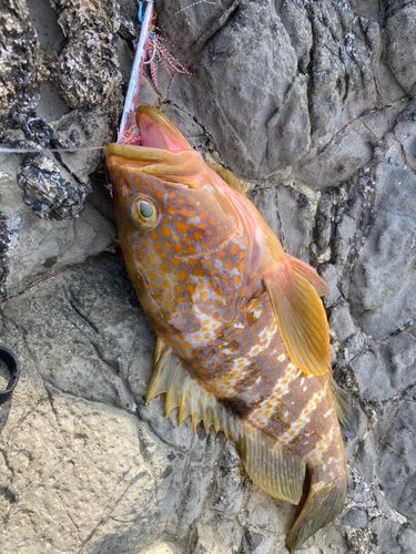キジハタの釣果