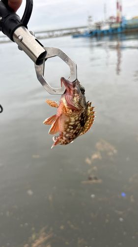 釣果