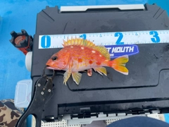 アヤメカサゴの釣果